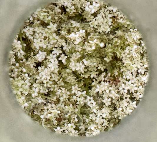 Fresh elderflower in cold distilled flask